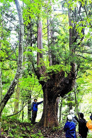 1面：人と森の関わり知る　１８、２４日に「大所の森」モニターツアー　ブナの伐採変形木「アガリコ」など観察