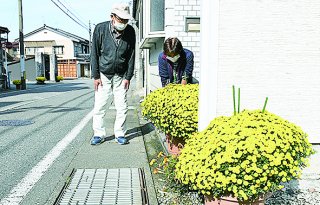 1面：県道沿いにザルギク鉢植え　糸魚川市下早川地区