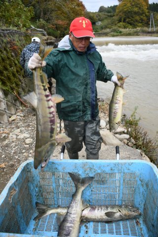 1面：桑取川でサケ遡上始まる　晩秋の風物詩　久々の豊漁に期待