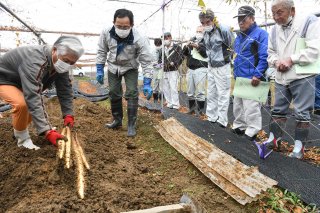 6面：自然薯試し掘り　吉川区中谷内のほ場でＪＡえちご上越部会　収穫本格化へ、小ぶりも味よし