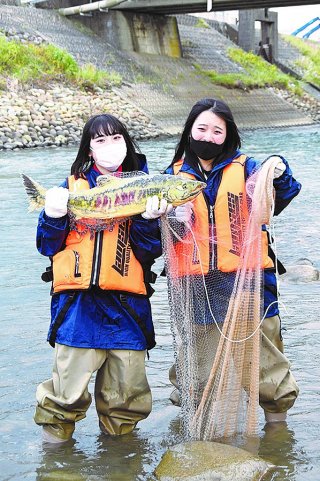 1面：不漁から回復サケ遡上　海洋高生徒 投網や人工授精体験　糸魚川市の能生川