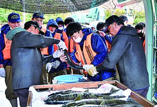 1面：不漁から回復サケ遡上　海洋高生徒 投網や人工授精体験　糸魚川市の能生川