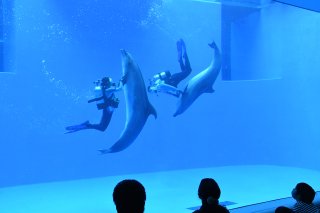 8面：イルカの泳ぎ屋内から観覧　うみがたり冬季限定パフォーマンス　来年３月まで