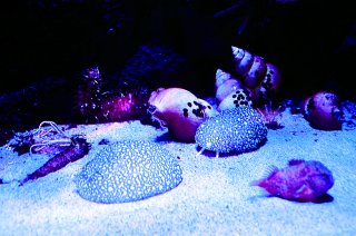 8面：いきもの上越図鑑〈２〉上越近海の深海生物　特殊、ユニークな生態系　背景に形状と成り立ち　日本海