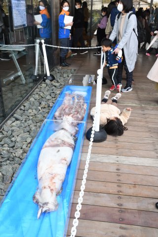3面：冷凍標本で初展示　ダイオウイカに興味津々　うみがたりで２１日まで