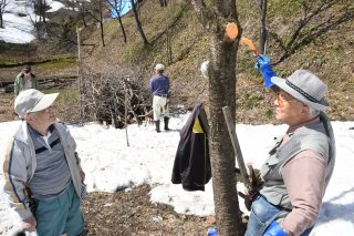 1面：金谷山さくら千本の会　雪被害の桜手入れ　切り落とし殺菌剤も　上越市