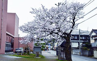 1面：桜の開花進む　糸魚川市内