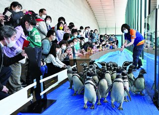 1面：上越市立水族博物館「うみがたり」　マゼランペンギンかわいい行進に笑顔　６４日ぶり展示再開