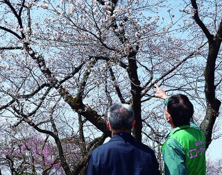 1面：上越市高田城址公園　桜咲き春本番　平年より１０日早く