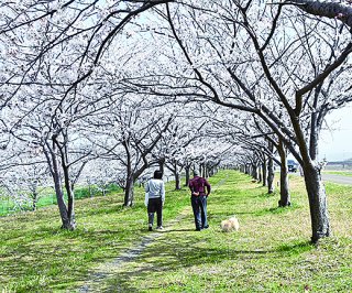 1面：「桜のトンネル」見頃　姫川の桜づつみ　糸魚川市