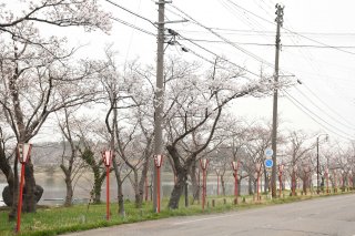 6面：柿崎区坂田池湖畔３日から観桜会　開花しぼんぼりも