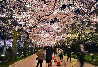 1面：高田城址公園観桜会　２年ぶり〝最高の夜桜〟　ライトアップにぎわい見せ