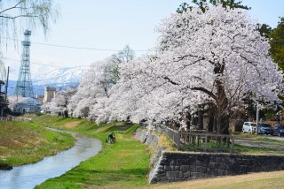 1面：桜めで遊歩道散策 青田川沿いも見頃