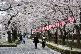 1面：通り一面　淡い紅色に　観桜会場、桜散り始め　上越市高田城址公園　「花冷え」に風情