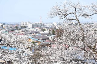 7面：桜見頃迎える　親子ら楽しむ　眼下の街並みも　経塚山公園