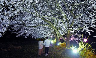 1面：まほろばの桜並木観桜会　幻想的にライトアップ　糸魚川市今井地区 姫川左岸で１１日まで