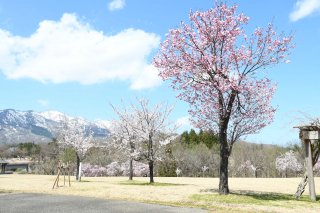 3面：多種の桜 次々開花　５月上旬まで見頃　妙高市の松山水辺ふれあい公園周辺