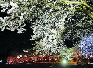 水面に夜桜映え　桜並木ライトアップ　糸魚川市の日光寺境内