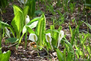 15面：ミズバショウ清らかに咲く　白と緑のコントラスト　上越市の五智公園内で