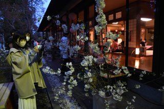 1面：折れ枝咲かせ〝夜桜〟発信　武蔵野酒造楽酔亭でサクラサカセナイト