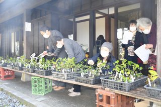 6面：頸城区の坂口記念館でユキツバキ苗木を販売　２０品種以上並ぶ