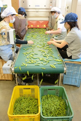 1面：旬の枝豆　出荷　選別作業が最盛期　選果場、連日フル稼働　ＪＡえちご上越