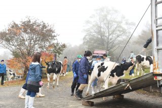 8面：牛の放牧終わる　体力つけ農家の元へ　妙高市　笹ケ峰牧場