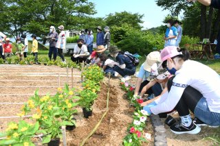 １面：合同で植え替え作業　保全団体と子どもたち　新たな花壇整備　牧区・宮口古墳公園