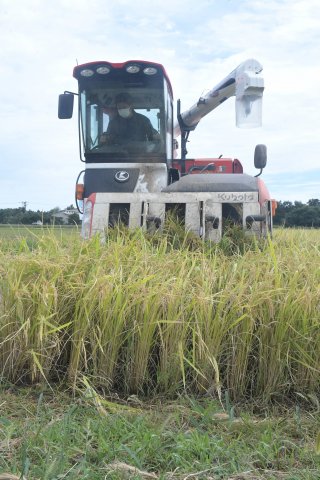 １面：水稲品種「にじのきらめき」頸城区の水田で収穫　収量多く倒伏に強い　幅広い活用に期待