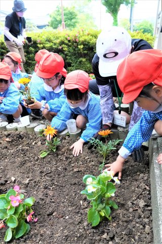 １面：糸魚川人権擁護委協議会　園児と協力し植栽　市役所と来海沢で