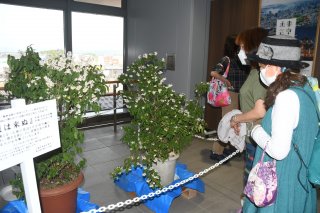 ３面：上越妙高駅に卯の花展示　白い花が利用者出迎え　板倉区の住民有志古径美術館などにも
